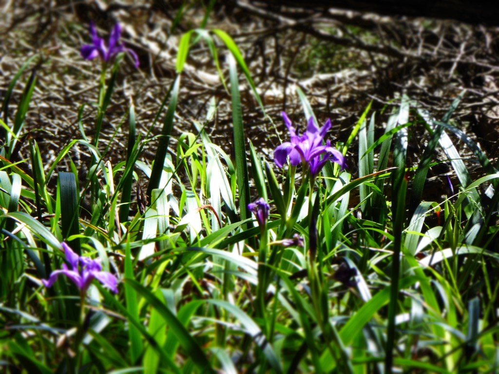 slideshow image